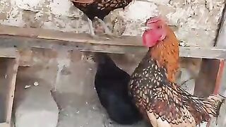 Gfdsfghjihg