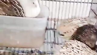 Little birds and birds in cage