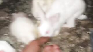 Rabbit