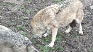 Wolves dominance behaviour,.mp4.2026