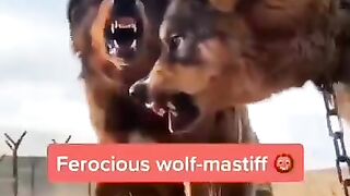 Tibetan mastiff dog vs wolf.mp4.2026
