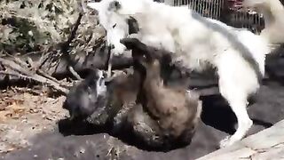 Wolves Fighting.mp4.2026