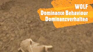 Alpha & Omega_ Wolf Dominance Behaviour.mp4.2026