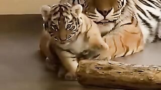 Mother Playing with Little Cub.mp4.2026