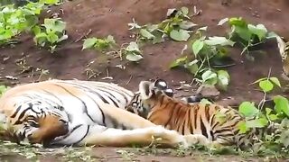 The Incredible Impact of Tiger with His Cubes.mp4.2026