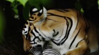 Tiger and her white cube.mp4.2026