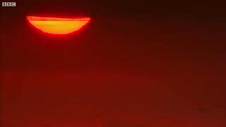 Cubs Meet Adult Tiger.mp4.2026