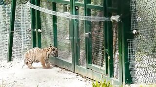 Tigers Have RARE Father Daughter Relationship.mp4.2026