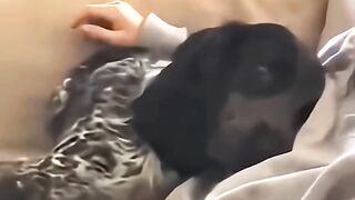 A Best Friend Teach You Love #shortsreel #petlovers #love