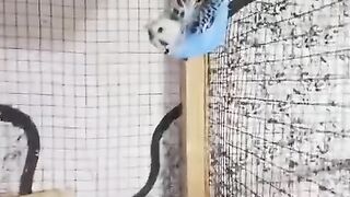 The bird like beautiful