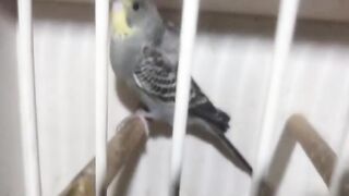 Bird of Eden