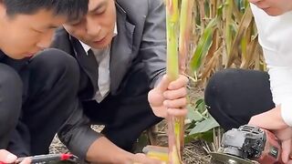 Jock farming