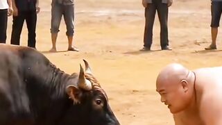 Cow and man