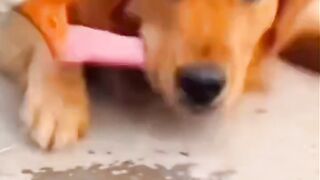 Dog and duck