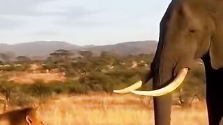 Singa jantan berburu anak gajah, tetapi mendapat serangan balik dari kawanan gajah