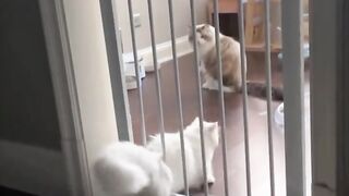 liquid cat