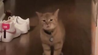 Cats that can sing in "meow language"