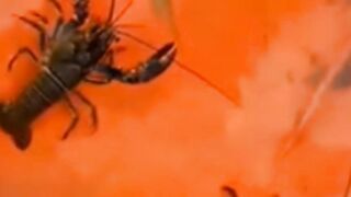 TIS lancar budidaya UDANG vanamei dan LOBSTER air tawar