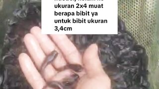 Tips Usaha PENDEDERAN bibit lele❗Ukuran BIBIT pakan WAKTU pemeliharaan