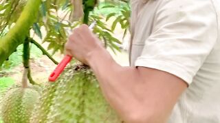 Big Durian From Indonesian