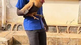 Some world leaders are like these Dogs _funnyreels