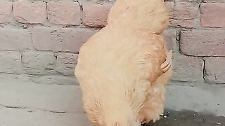 Brown chicken
