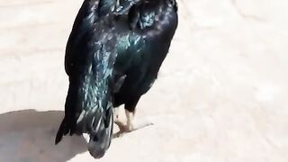 Chicken black