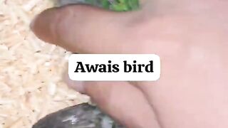 Little birds