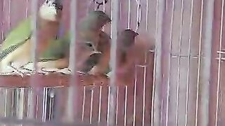 Parrot z