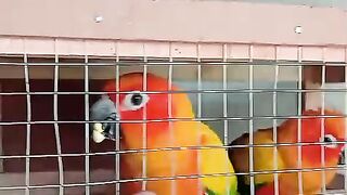 Parrot red