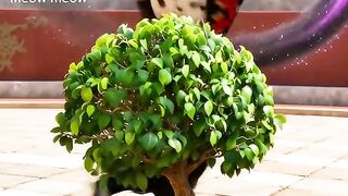 Tree trimming contest