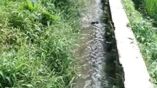 Air SUNGAI & SAWAH yang KERUH bisa JERNIH aman untuk budidaya