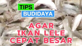 TIPS - Tebar agak PADAT tapi ikan lele CEPAT BESAR