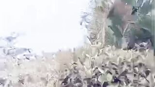 Chikli