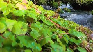 FYP ASRM MUSIC NATURE RILEX