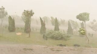 #wind #pine #autumn #rain