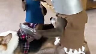 #funnyanimals #monkeysoftiktok #usa #fyp #videoviral