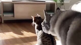 Living Room Horror Twist _ One Sneaky Husky Jump-Scare Turns Movie Night into Total Chaos ???????? _funny