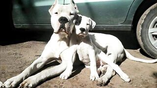 Dog arghontin