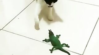 cats crazy