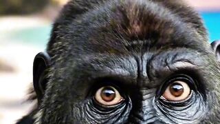Gorilla Seeing Something