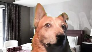 Hitcygv