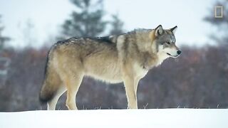 Wolf Pack Takes on a Polar Bear.mp4.2026