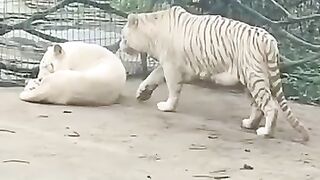 White Tiger vs White Lion.mp4.2026