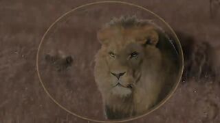 Casper The White Lion And Brother Hurt.mp4.2026
