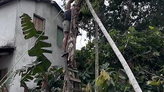 Menebang pohon pisang
