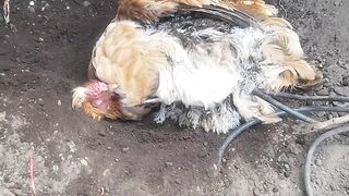 Gallina se da un baño de tierra