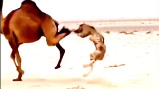 Camel kick #camel #cheetah #leopard #kick