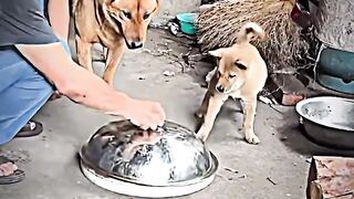 Mother❤️ #dogs #mother #food #compassion #puppy