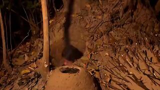 Secret Survival Shelter Built Alone to Hide from Wild Boar #shorts #viral